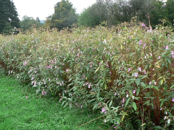La balsamine de l'Himalaya