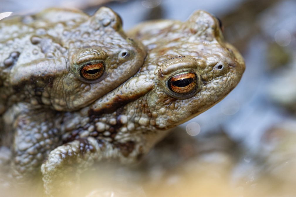 Crapaud commun © Karl Gillebert