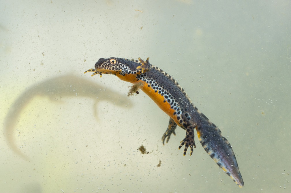 Triton alpestre © Karl Gillebert