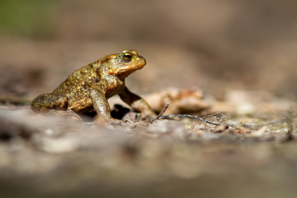 Crapaud commun ©Karl Gillebert