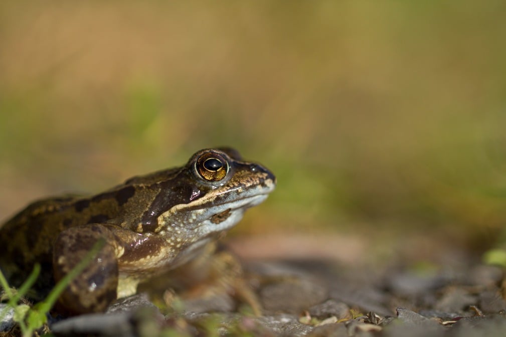 Grenouille rousse ©Karl Gillebert