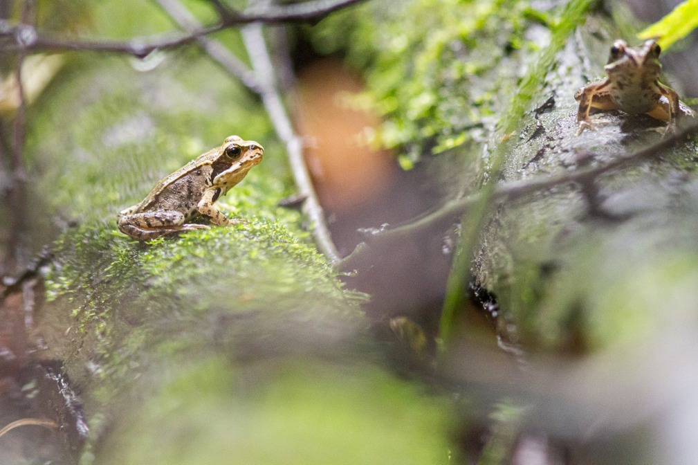 Grenouille rousse ©Karl Gillebert