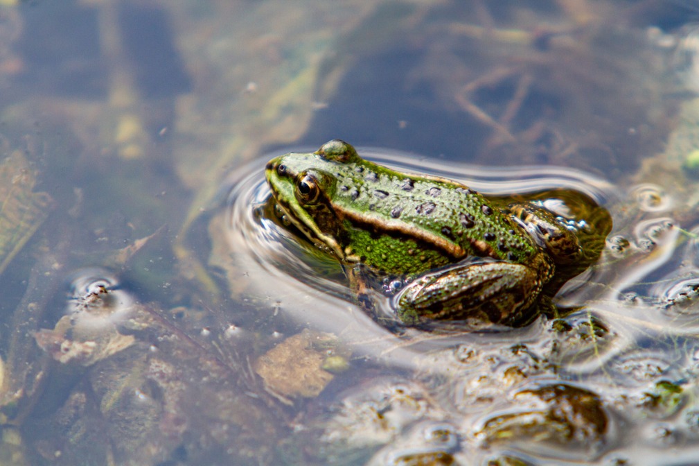 Grenouille verte Pelophylax kl esculentus ©Karl Gillebert