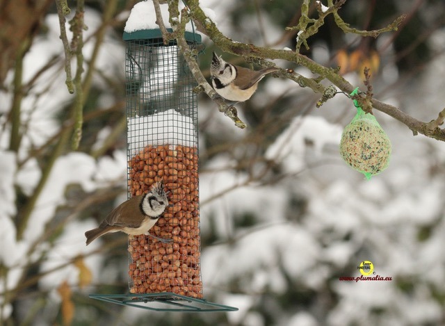 Mésange huppée © Bruno Marchal