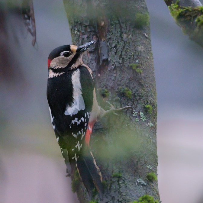 Pic épeiche © Francis Kania