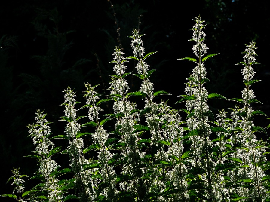 Jardin d'orties © Francis Kania
