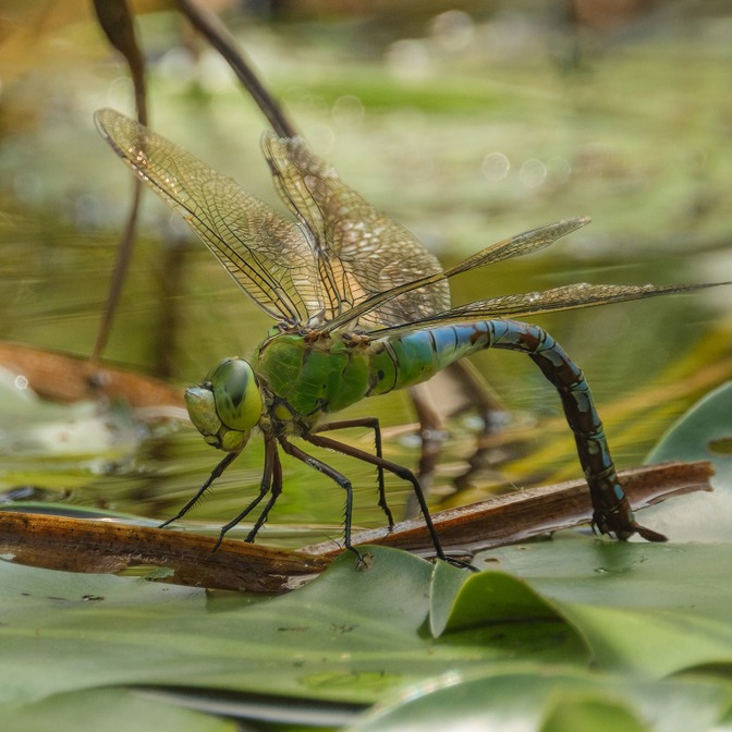 Anax empereur en ponte © Francis Kania