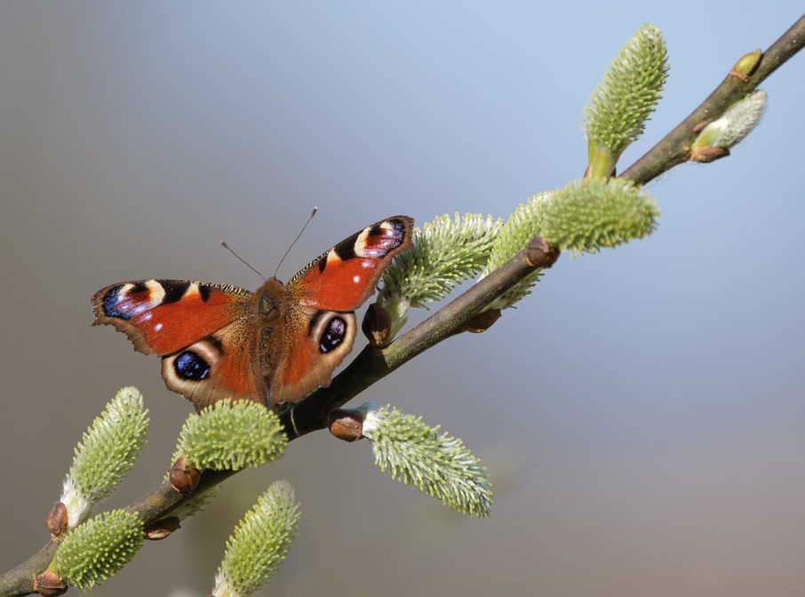 Paon du jour sur Saule marsaut © Francis Kania