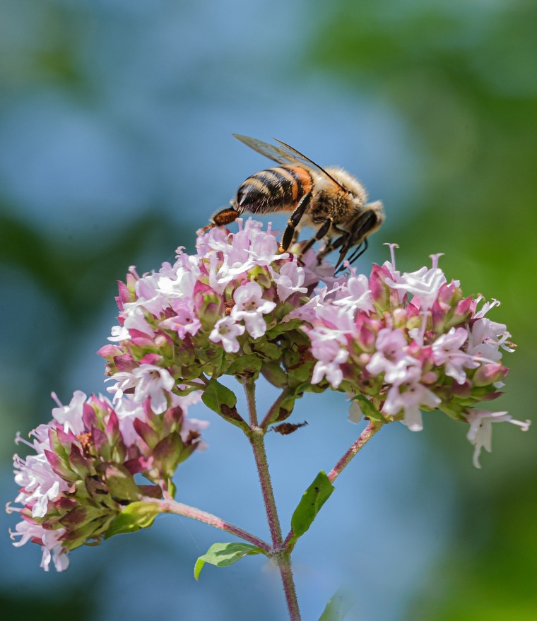 Abeille mellifère sur Origan sauvage © Francis Kania