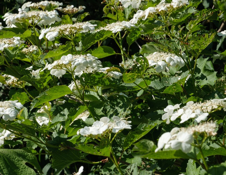 Viorne obier en fleurs © Francis Kania