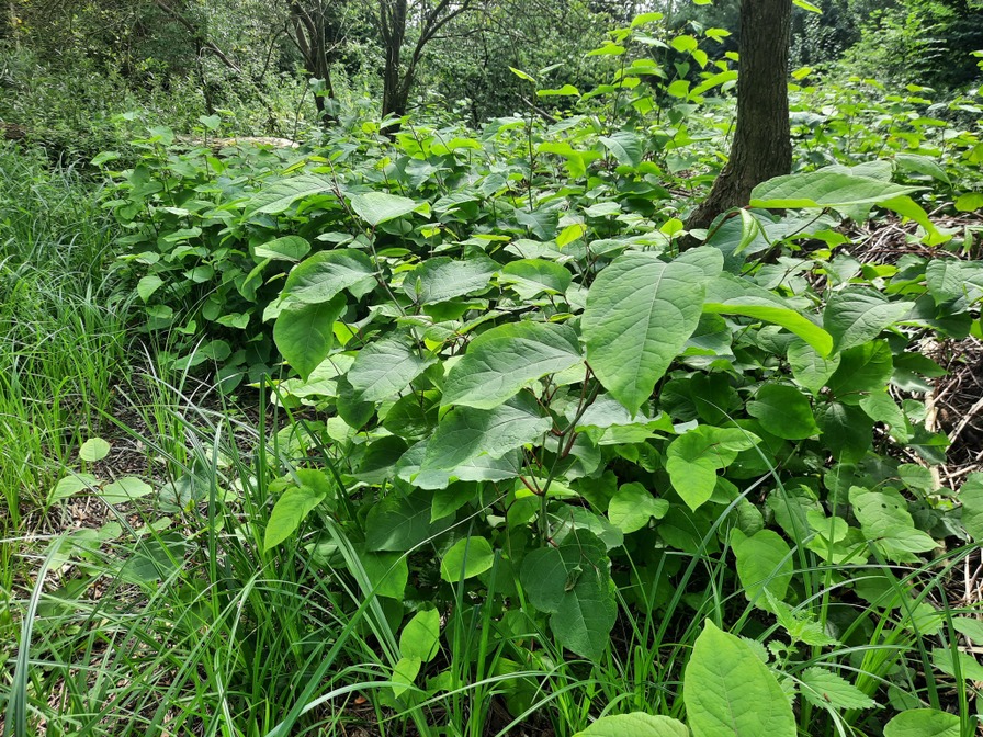 Renouée du Japon
