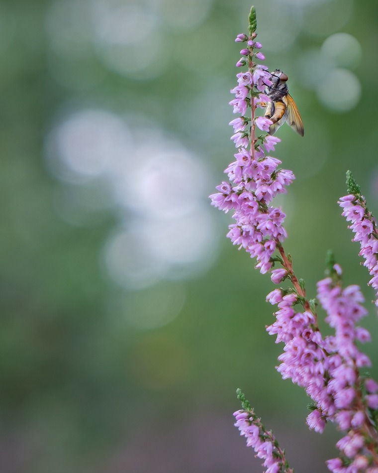 Callune et Phasia aurigera © Francis Kania