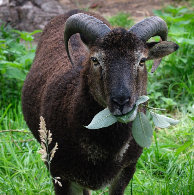 Mouton de Soay ©Kania Francis