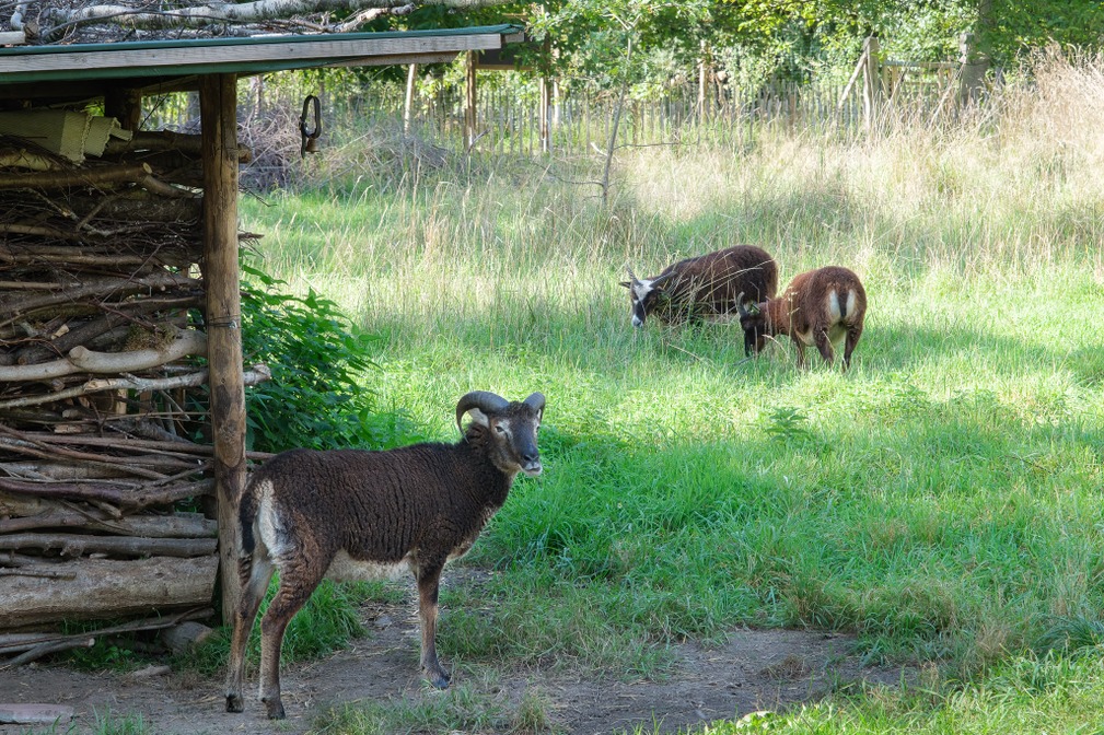 Mouton de Soay © Francis Kania
