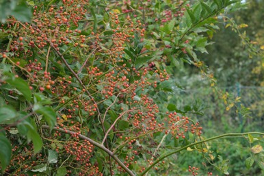 Rosier multiflore © Francis Kania