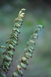 Epipactis à larges feuilles © Francis Kania