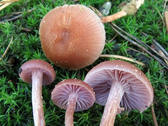 Laccaria bicolor © Daniel Ghyselinck