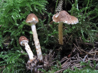 Lepiota castanea © Daniel Ghyselinck