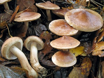 Tricholoma imbricatum © Daniel Ghyselinck