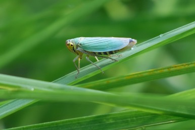 Cicadelle verte (Cicadella viridis) © Francis Kania