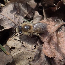 Colettes cunicularis © Claudine Demarbaix-Delvaux