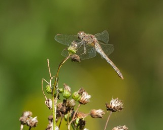 Sympetrum vulgatum femelle © Francis Kania