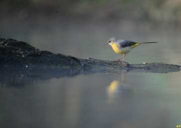 Bergeronnette des ruisseaux © Gilbert Nauwelaers