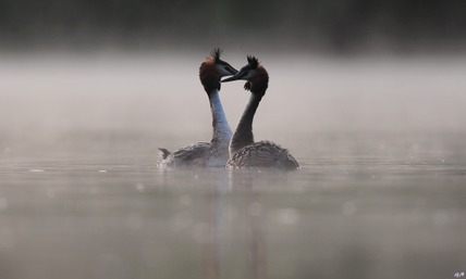 Grèbe huppé © Gilbert Nauwelaers