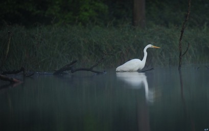 Grande Aigrette © Gilbert Nauwelaers