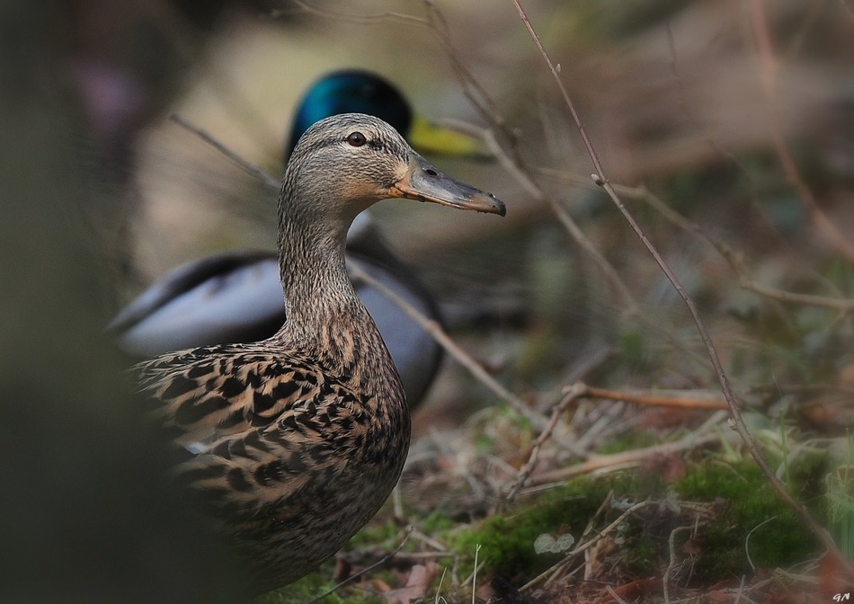 Canard colvert © Gilbert Nauwelaers