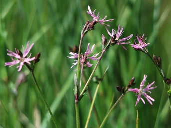 Lychnis fleur de coucou © Gilbert Nauwelaers